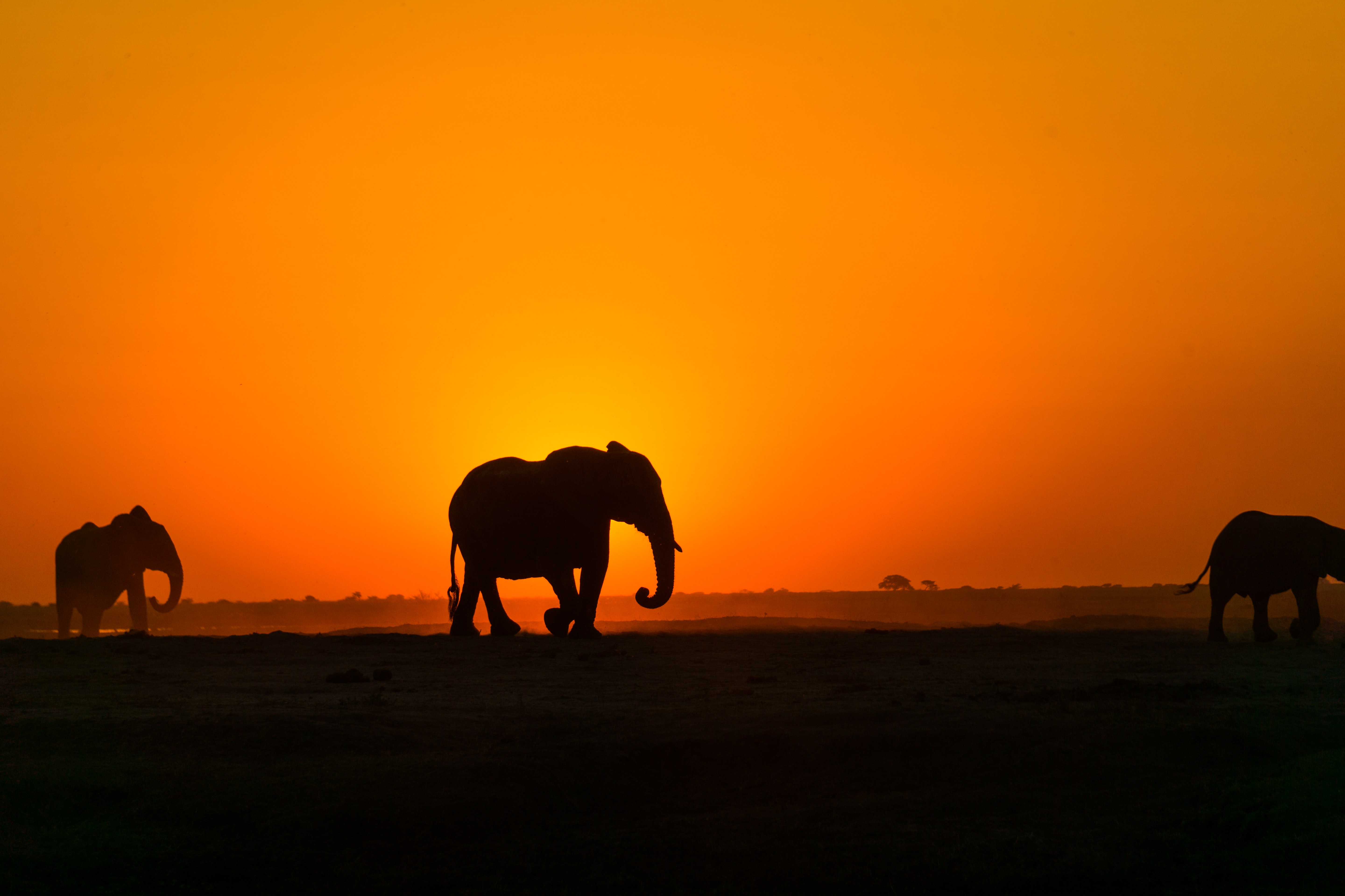 Three walking elephants in silhouette against the backdrop of a sunset.