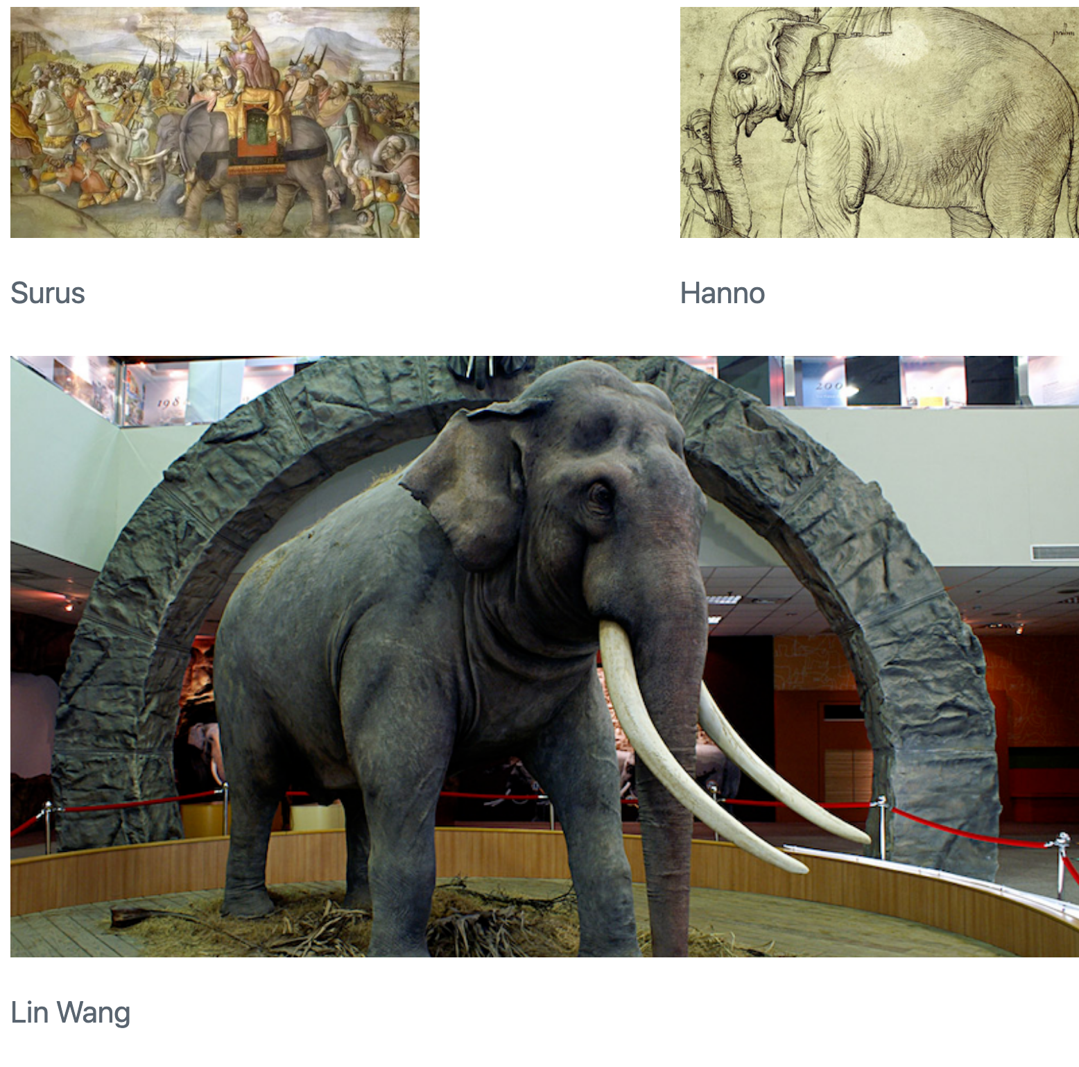 Three elephant pictures arranged such that two pictures are side-by-side in the first row, and the third picture is underneath both of these. The picture on the left in the first row is captioned 'Surus' and the picture on the right is captioned 'Hanno'. The two pictures are separated by some whitespace. The picture underneath these two is captioned 'Lin Wang' and is wider and taller than the other two put together.