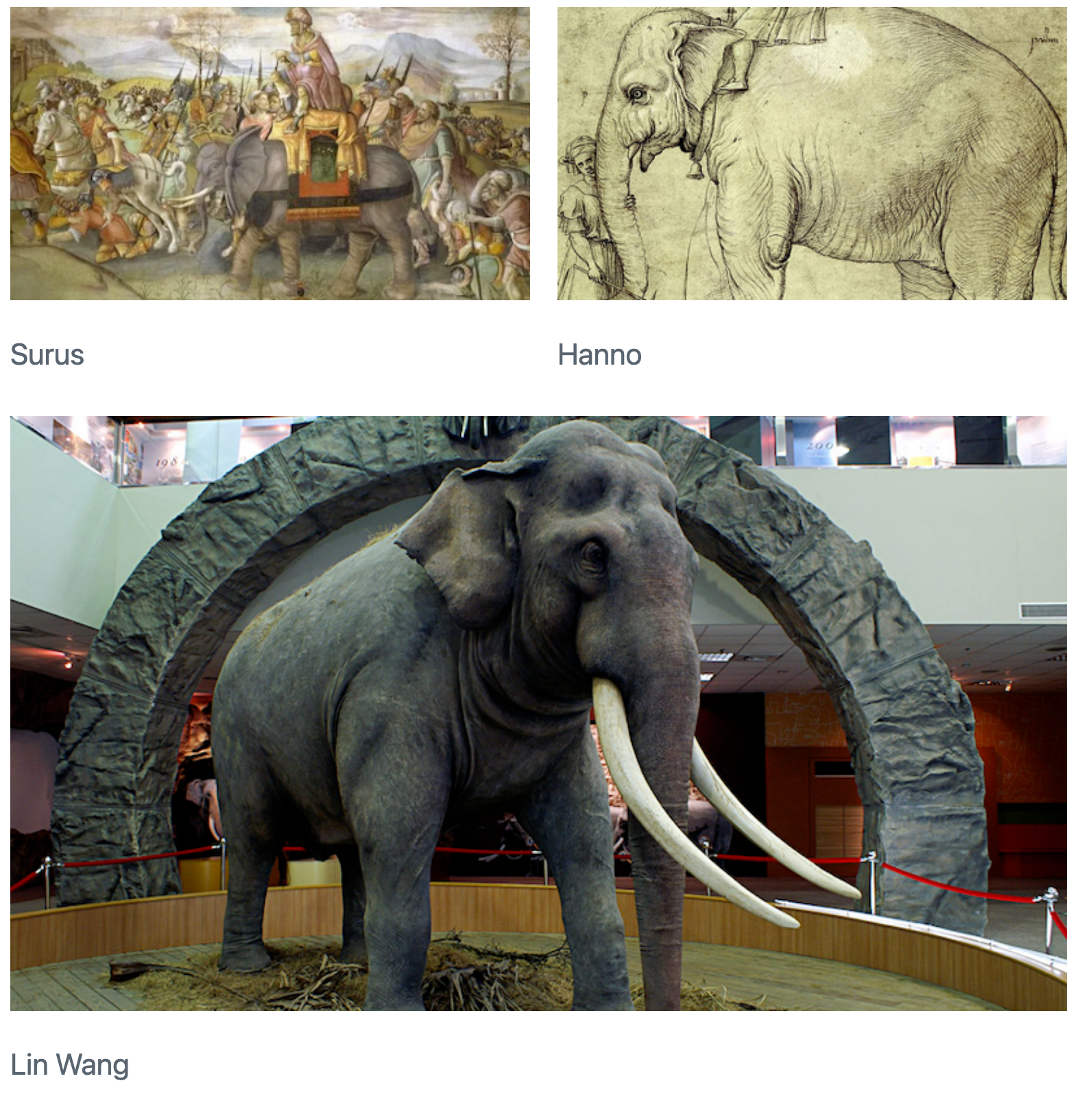 Three elephant pictures arranged such that two pictures are side-by-side in the first row, and the third picture is underneath both of these. The picture on the left in the first row is captioned 'Surus' and the picture on the right is captioned 'Hanno'. The picture underneath these two is captioned 'Lin Wang' and is as as wide and tall as the other two put together.