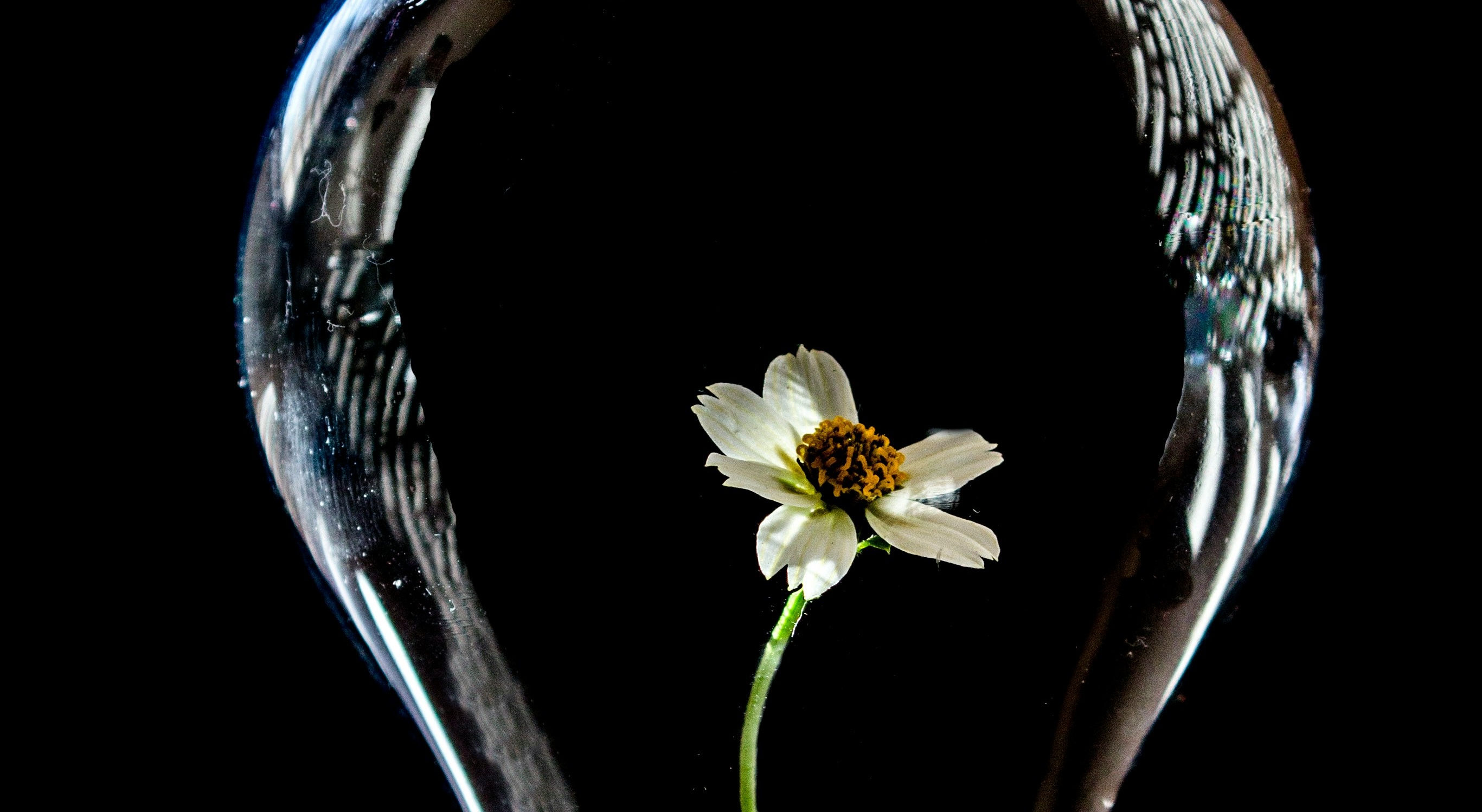 A photo of a lightbulb with a flower growing inside against a black background.